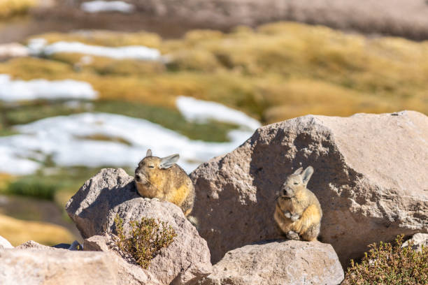 2 Viscacha