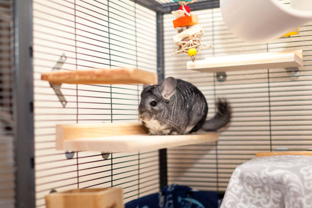 Chinchilla Cage Placement