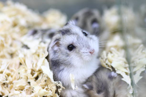 Chinchilla Bedding