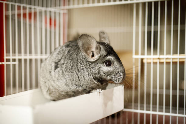 Chinchilla Cage