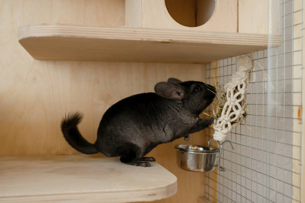 Chinchilla Cage