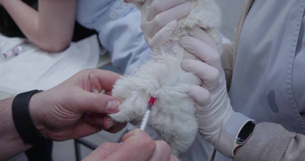 Chinchilla Health
