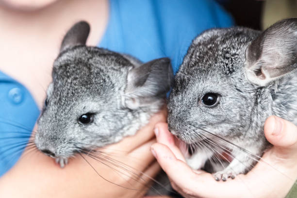 Chinchilla -Savvy Veterinarian