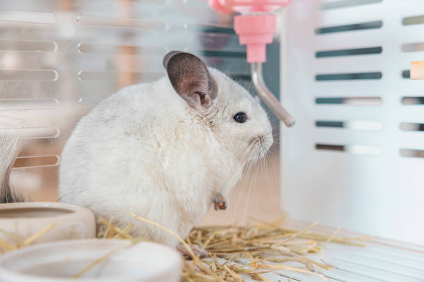 Chinchilla Drinking Water