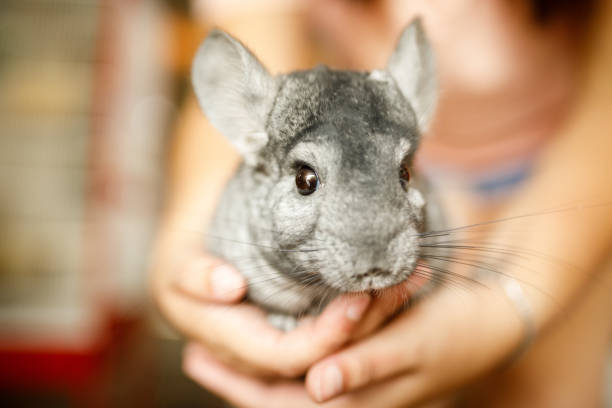 Chinchilla socialising