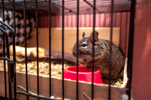 Degu Cage