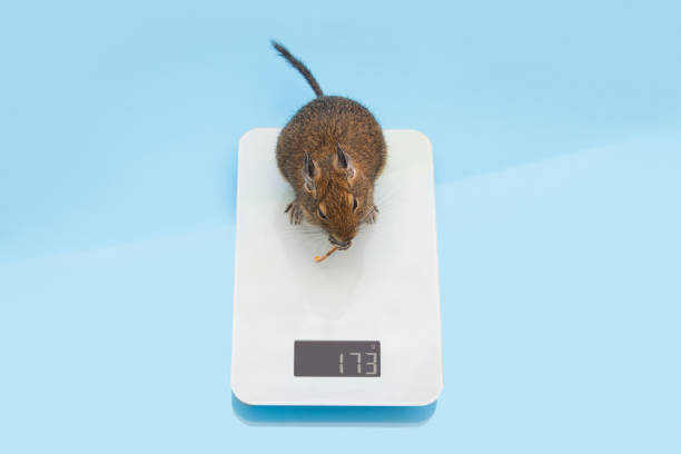 Degu weight