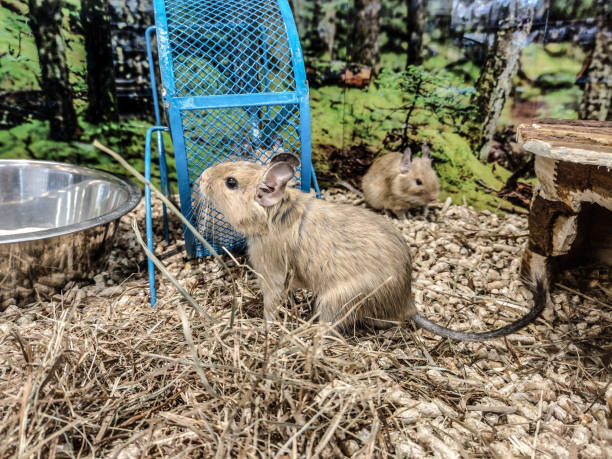 Degu play Area