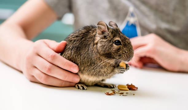 Degu Diet