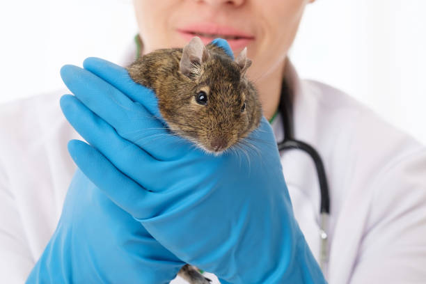 Degu with a vet