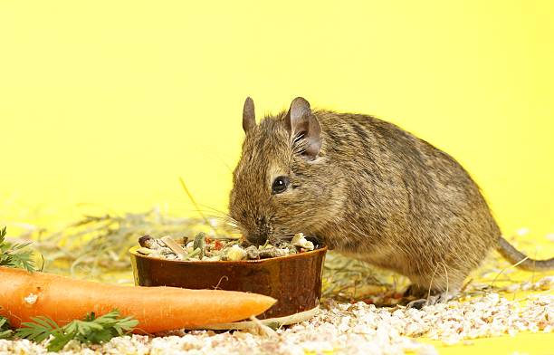 Degu Food