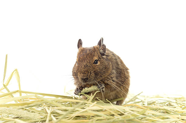 Degu Hay Diet