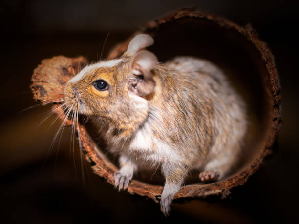 Degus hideout