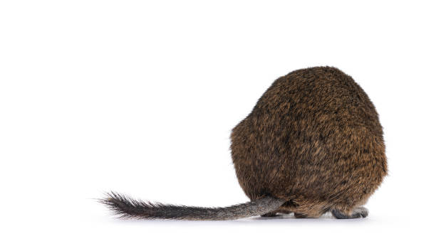 Degu