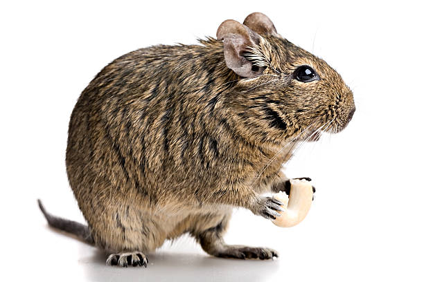 Degu Voice