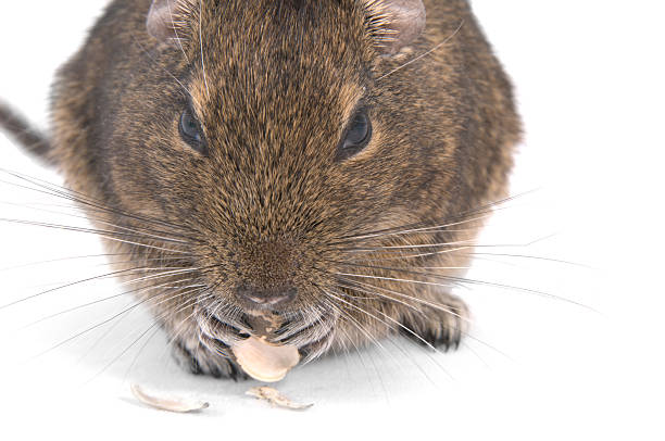 Degu whiskers