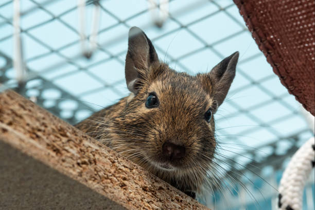 Degu