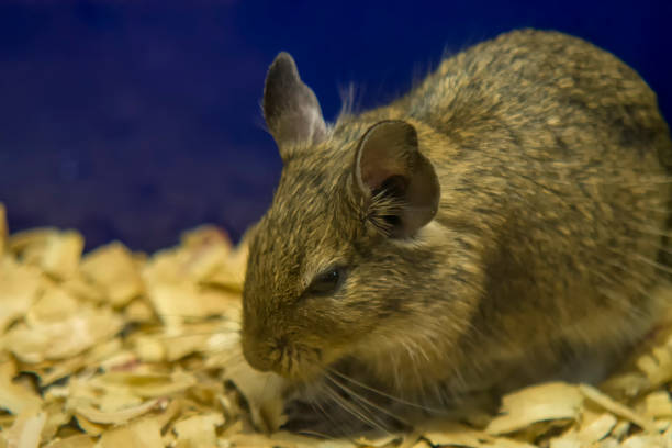 Degus Bedding