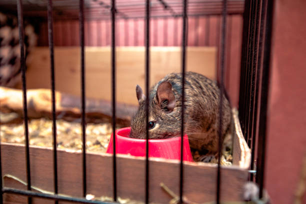 Degu Clean Habitat