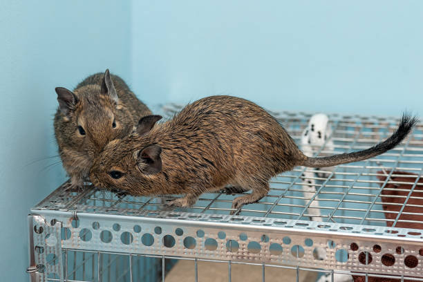 Degus 2