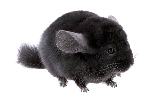 Black Chinchilla