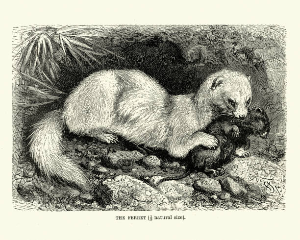 Ferret hunting