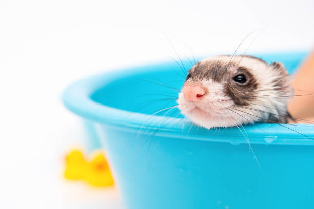 Ferret Hygiene