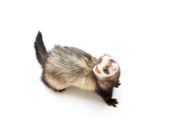 Ferret Behavior