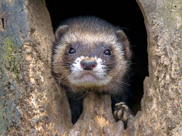 Ferret Burrow
