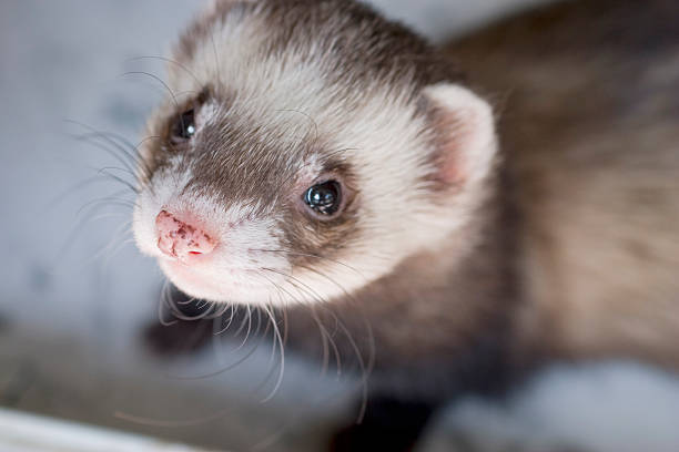 Ferret