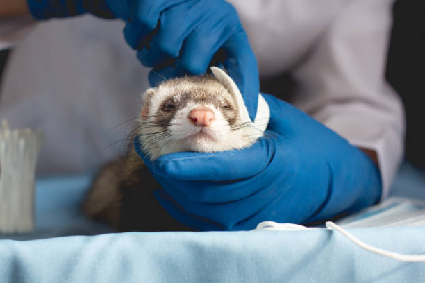 Ferret Vet