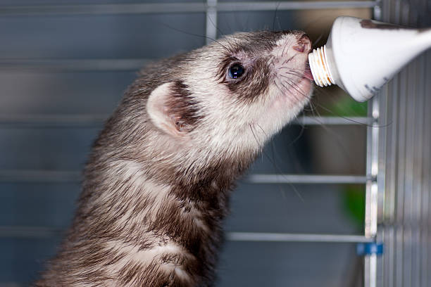 Ferret eat
