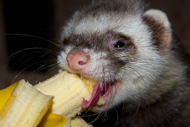 Ferret eats banana