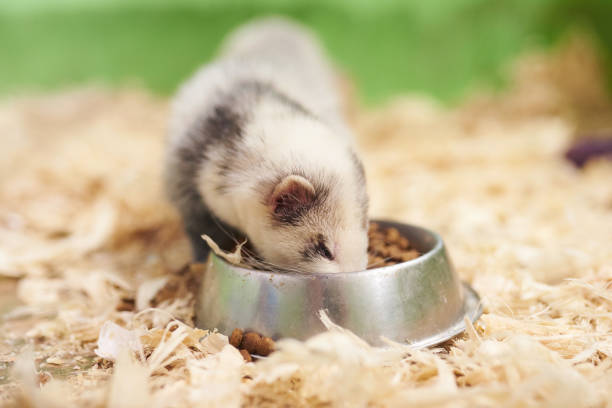 ferret eating