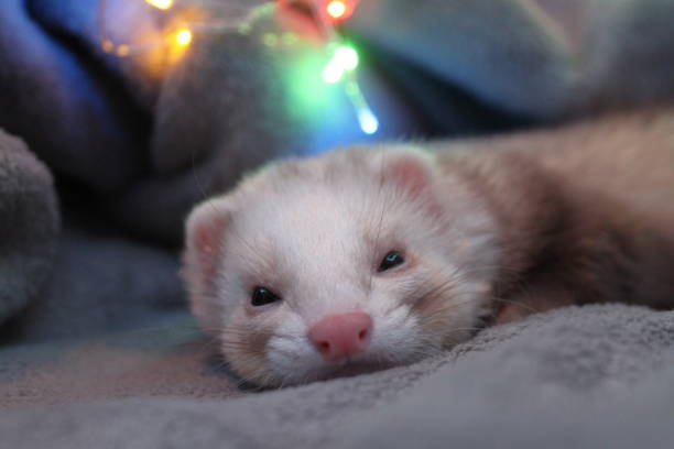 Ferret