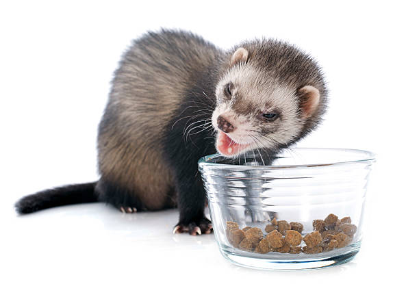 Ferret eating food