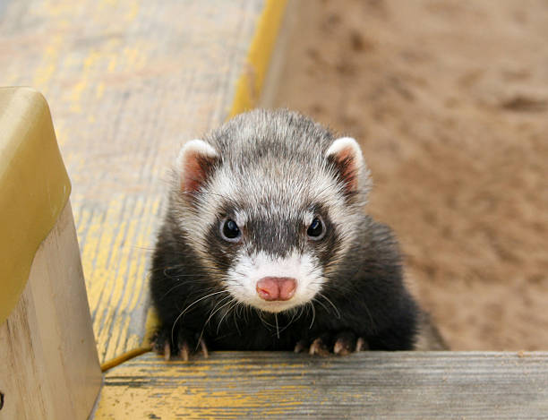 Ferret