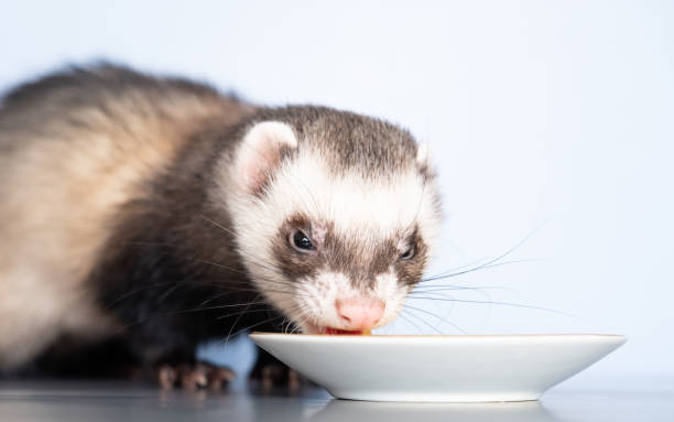 Ferret diet