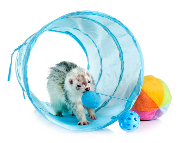 Ferret