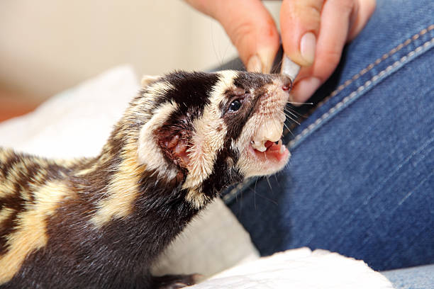 Ferret eat meat