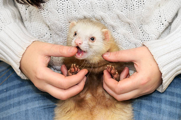 Ferret teeth