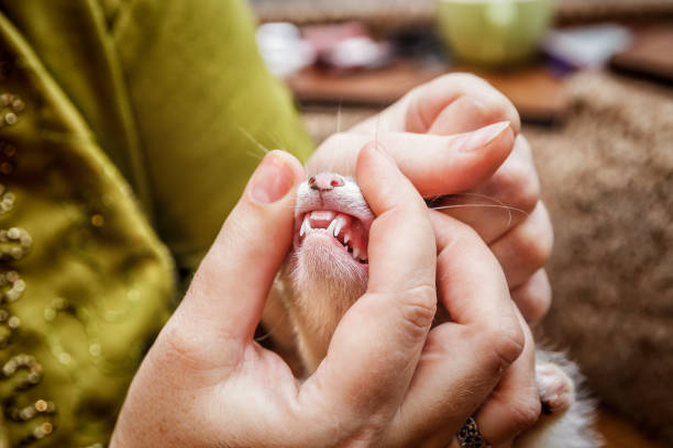 Ferret teeth