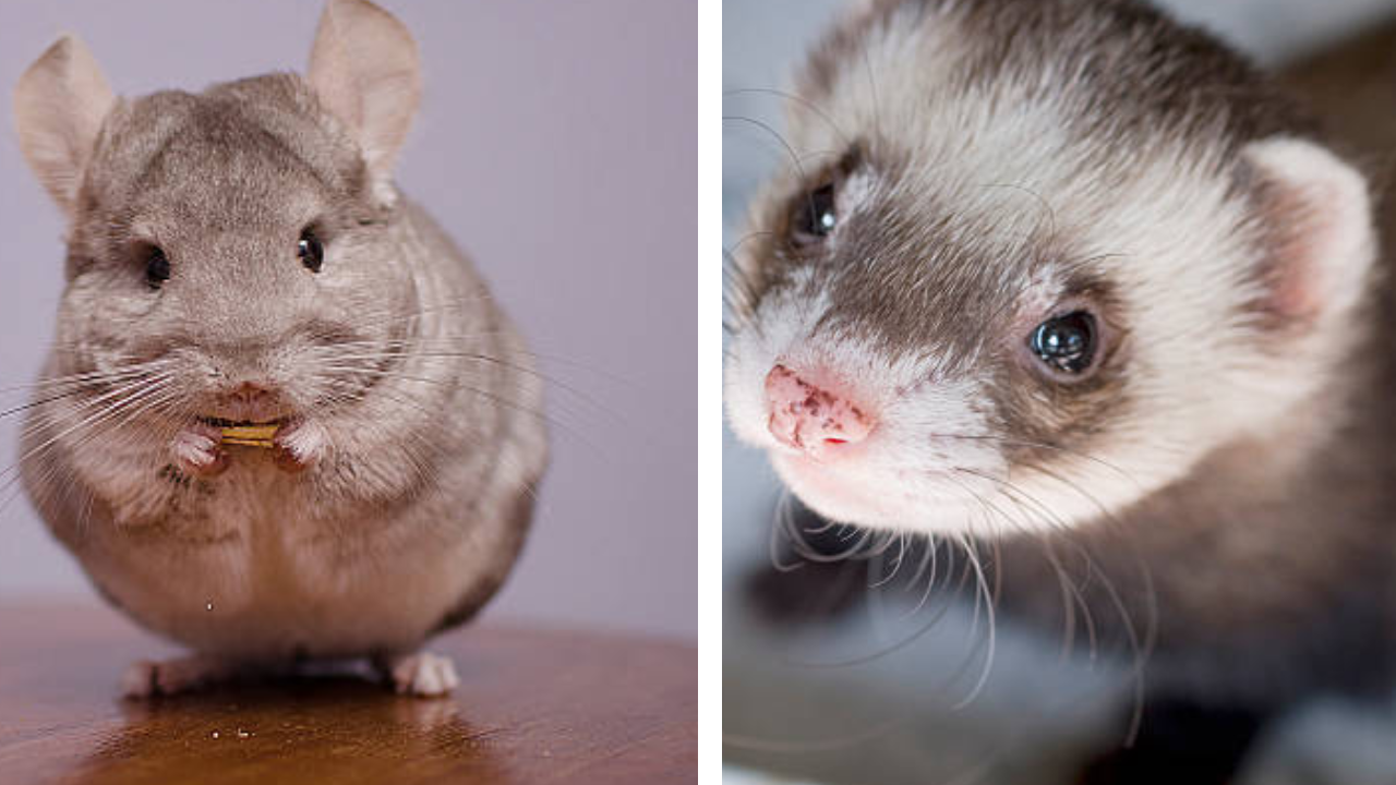 Chinchilla vs Ferret