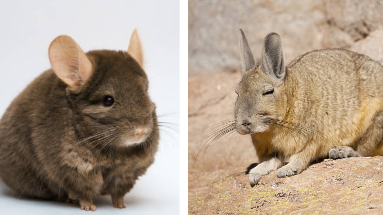 Chinchillas Vs Viscacha