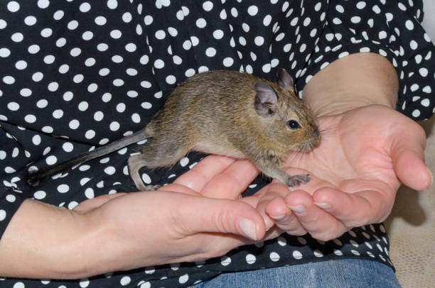 Degu