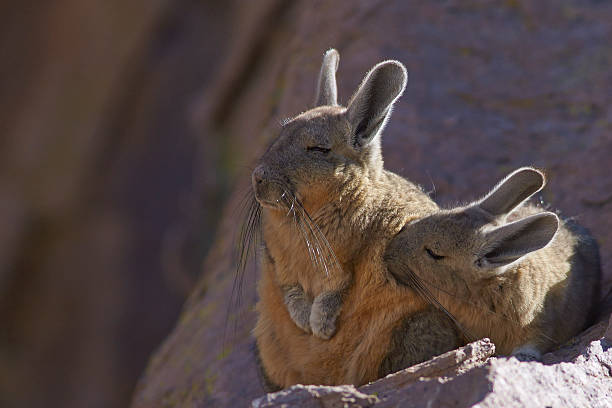 Viscacha social