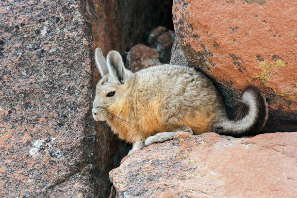 Viscacha tail