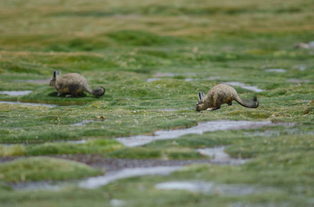 Viscachas Unveiled: Exploring High-Altitude Wonders | Chinchilla Ferret ...