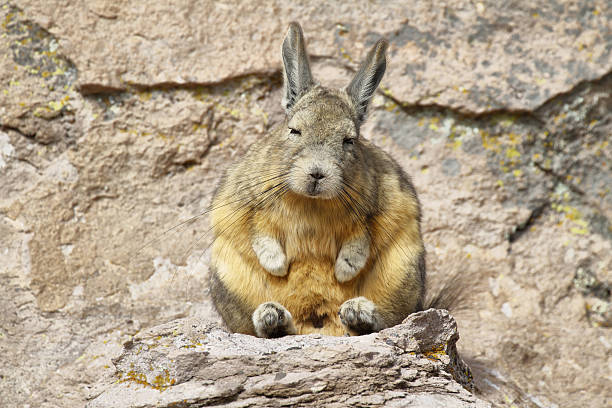 Viscacha