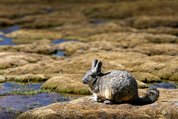 Viscacha water
